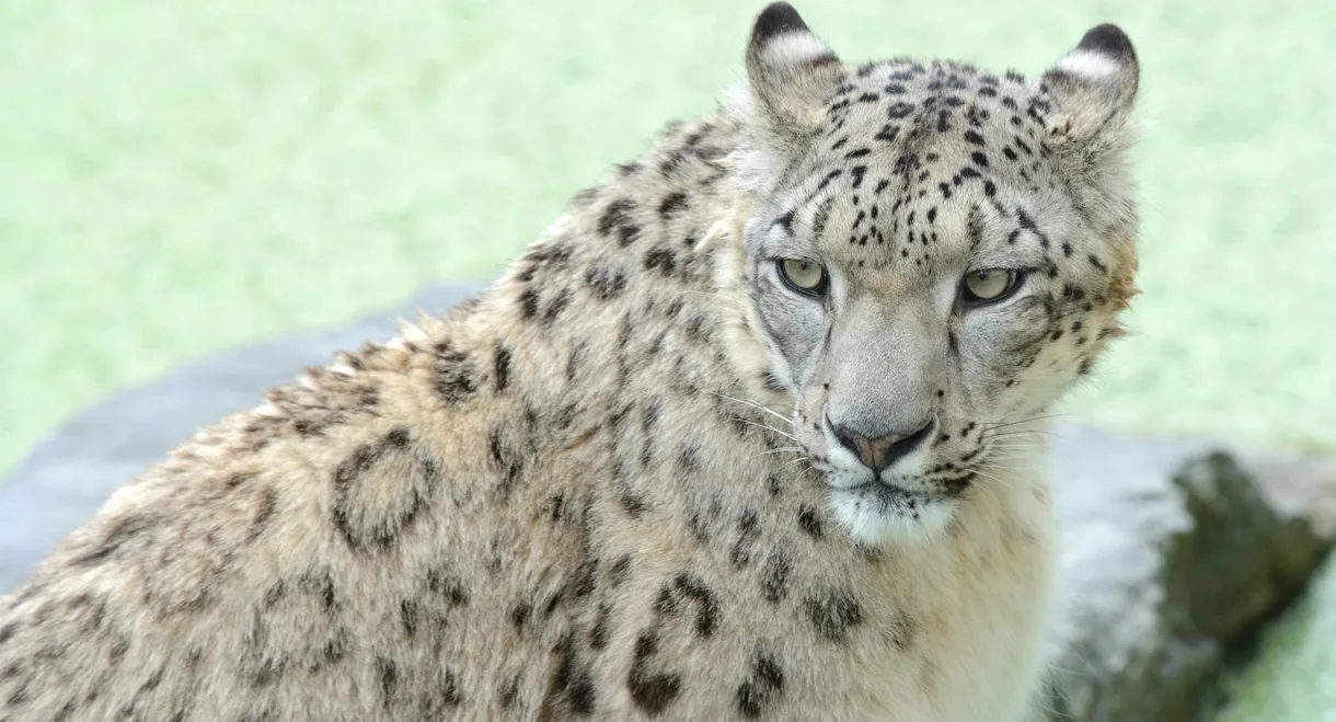 Snow Leopards and Friends