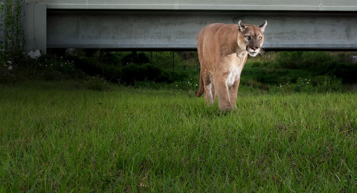 Path of the Panther