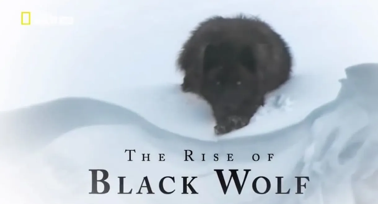 The Rise of Black Wolf