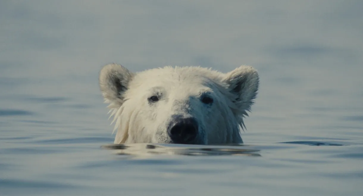 Nuisance Bear