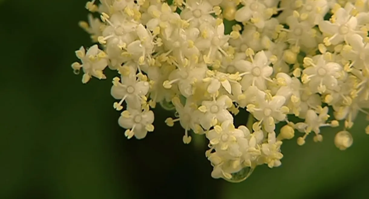 Elder Blossom