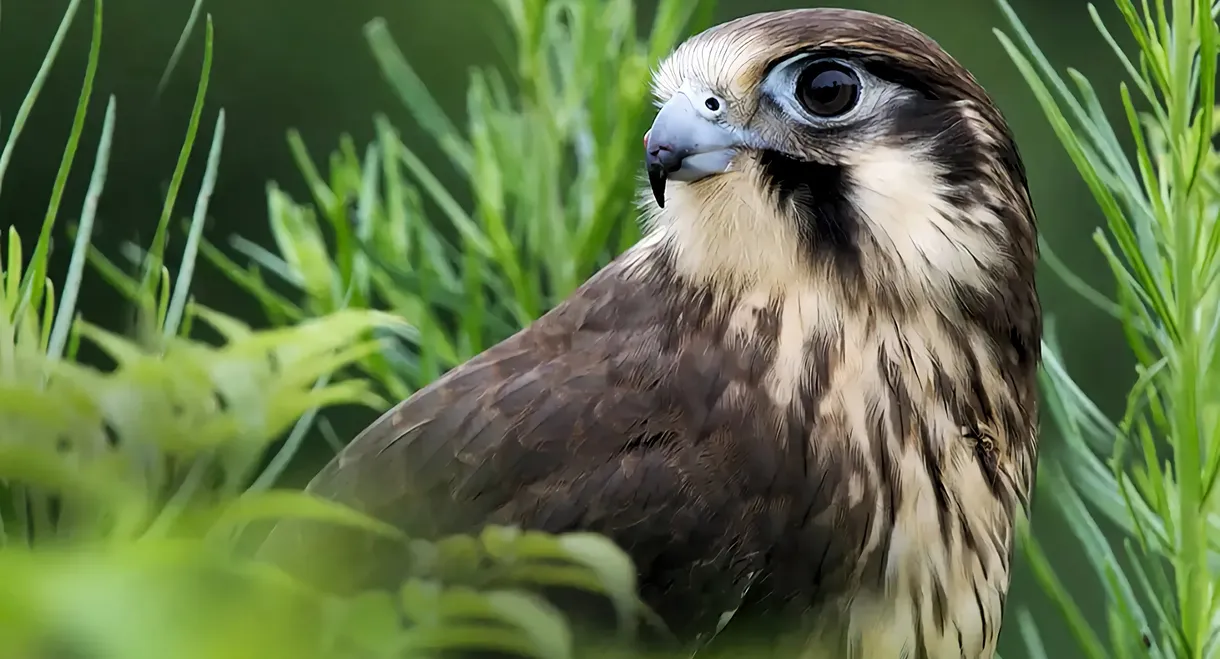 Wild Birds of Australia