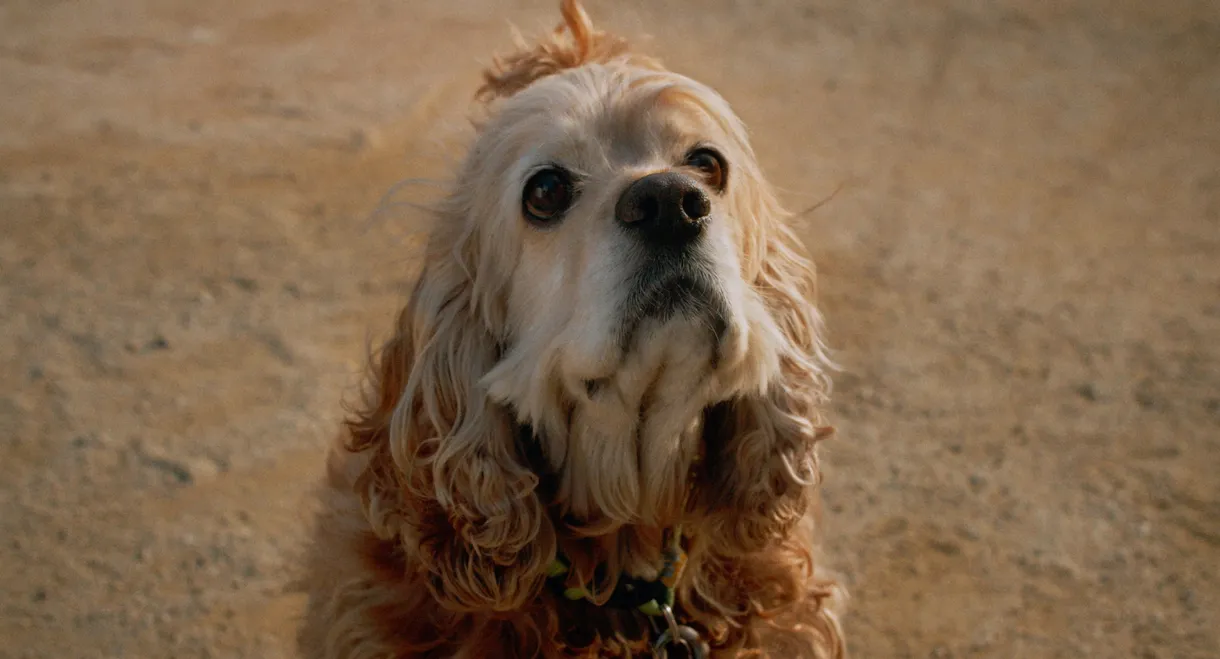 Dog in Translation