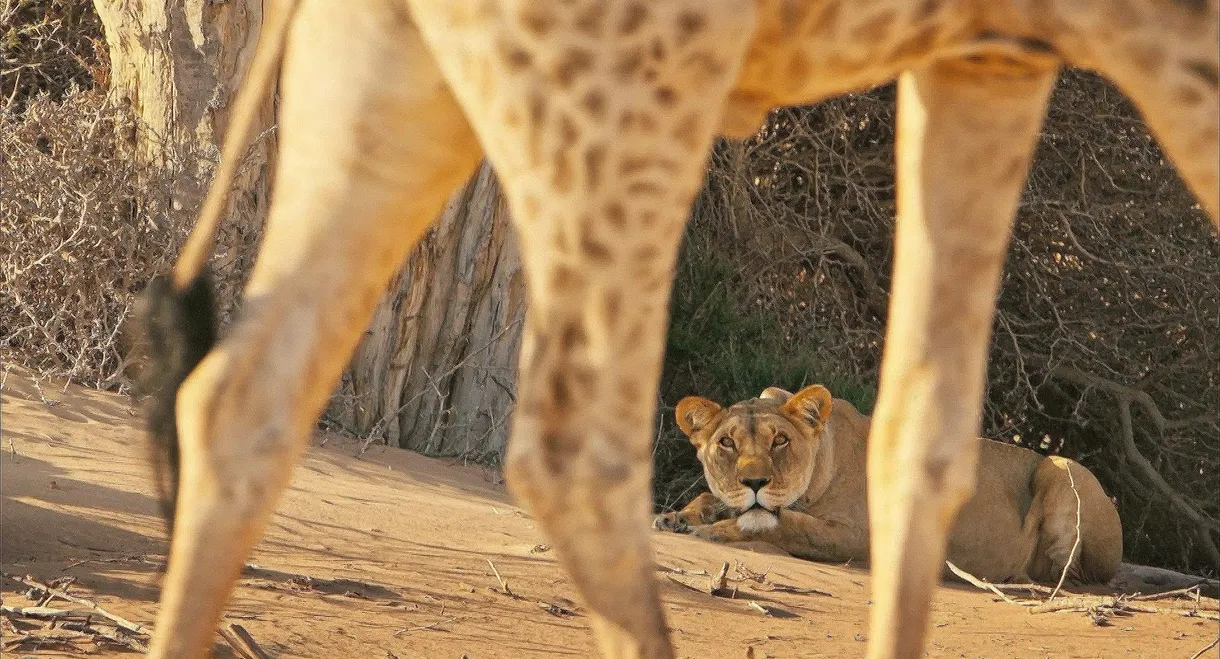 Lions of the Skeleton Coast