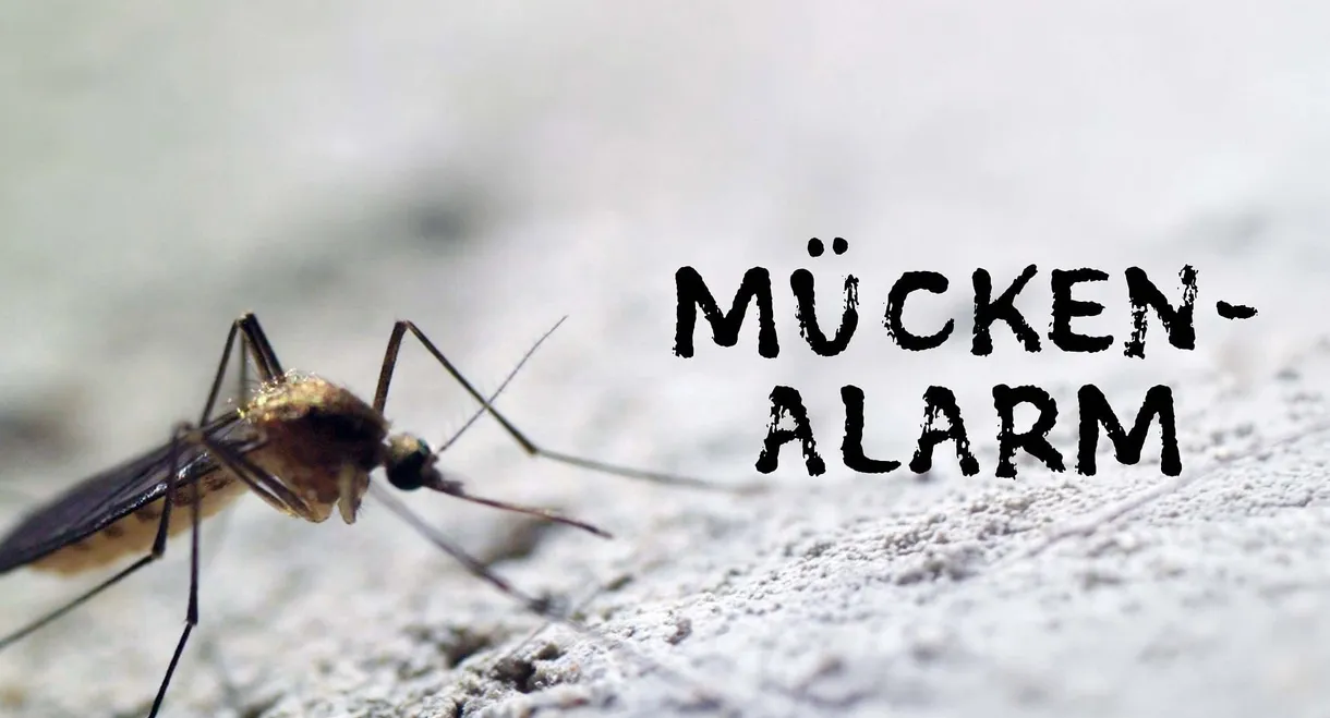Mückenalarm - Invasion der Plagegeister