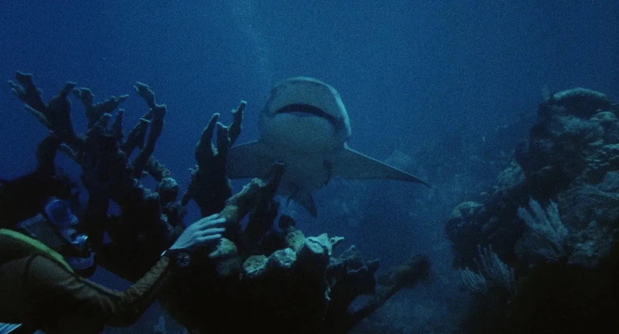 Night of the Sharks