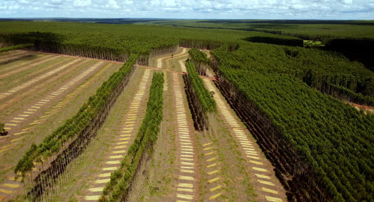Treewashing: The Planting Illusion
