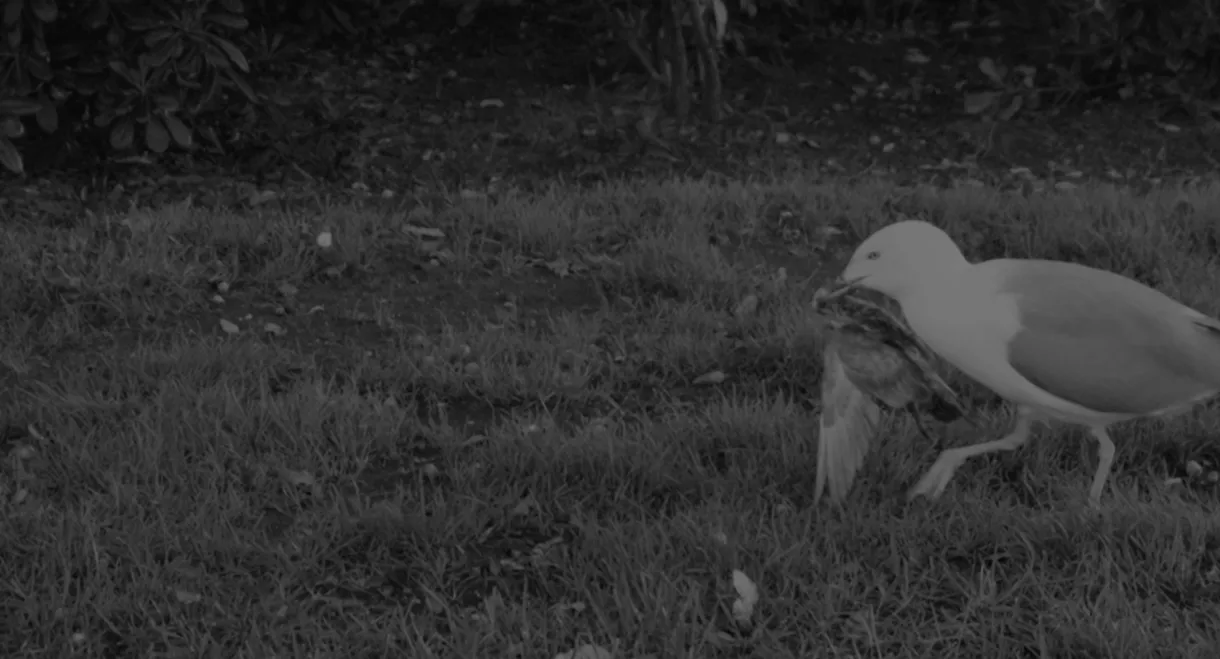 The Invisibles