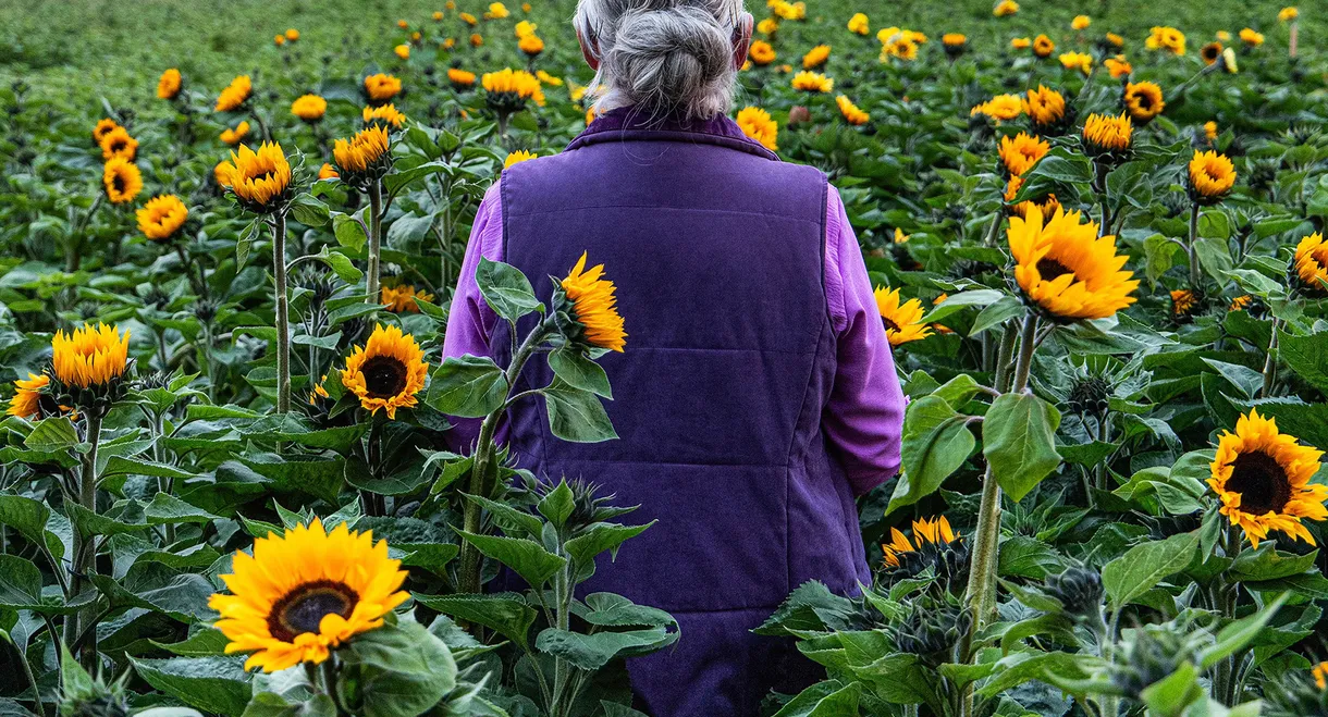 Sunphlowers