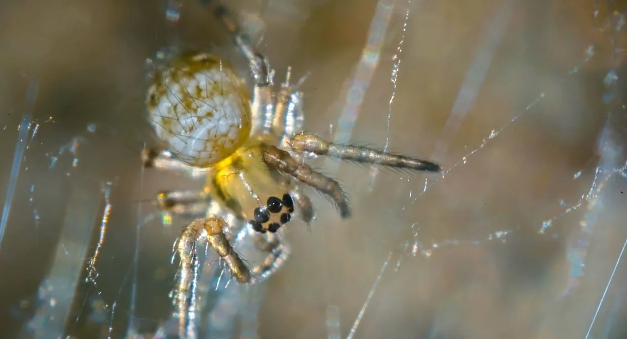 Nos chères bestioles