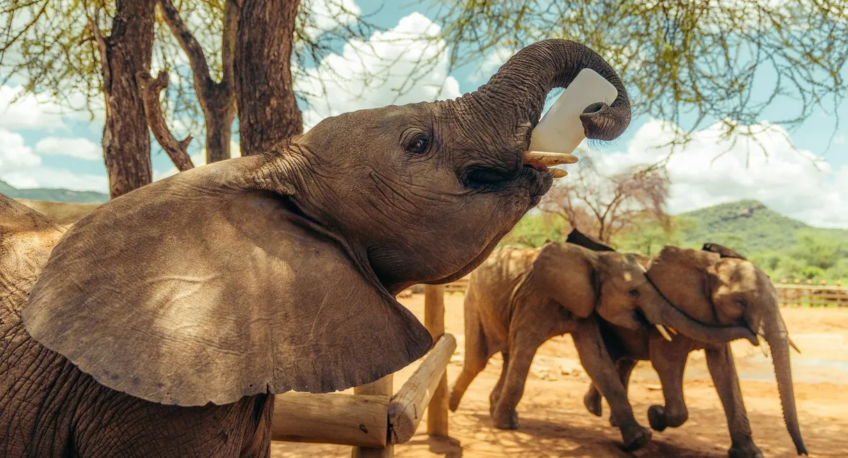 Becoming Elephant: The Orphans of Reteti
