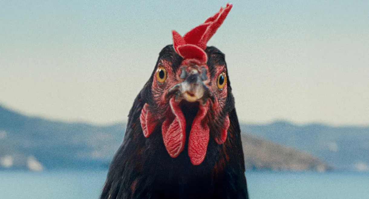 Hen