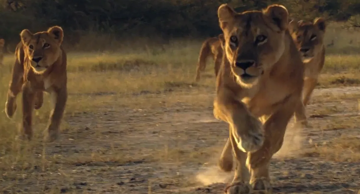 Lion Brothers: Cubs to Kings