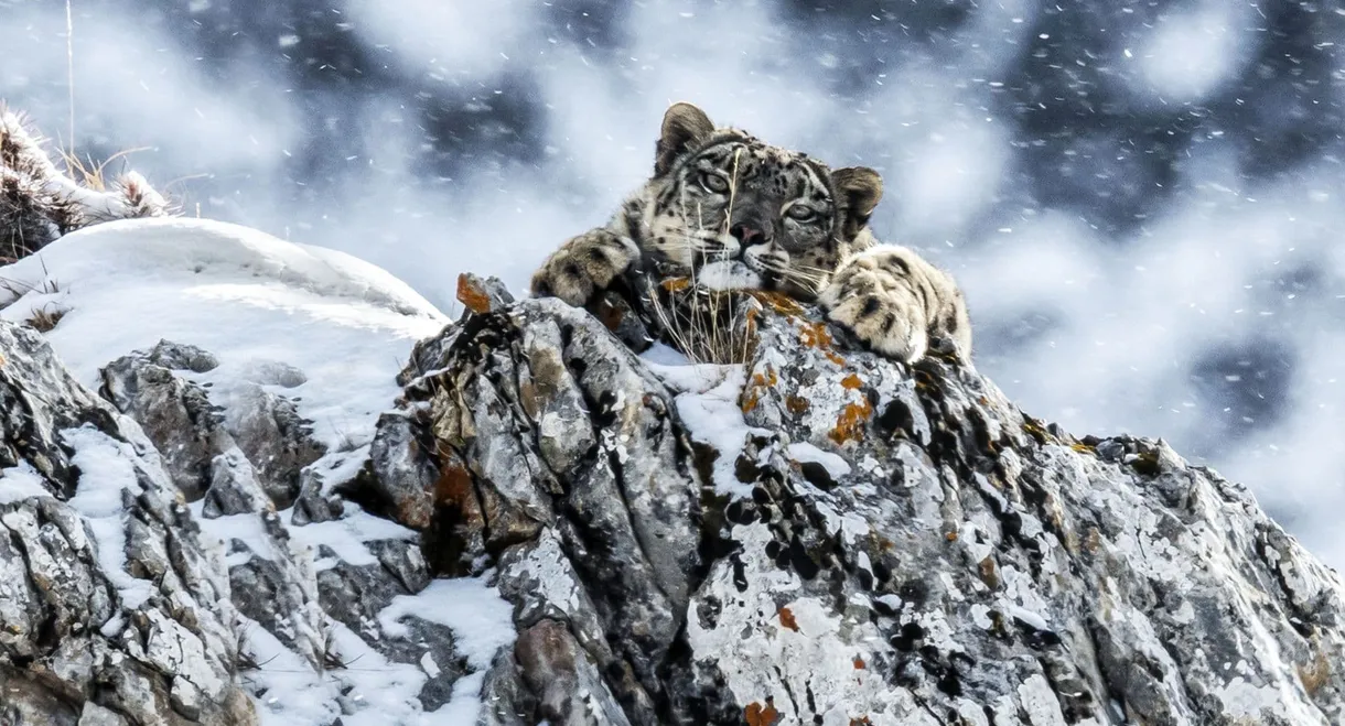 The Frozen Kingdom of the Snow Leopard