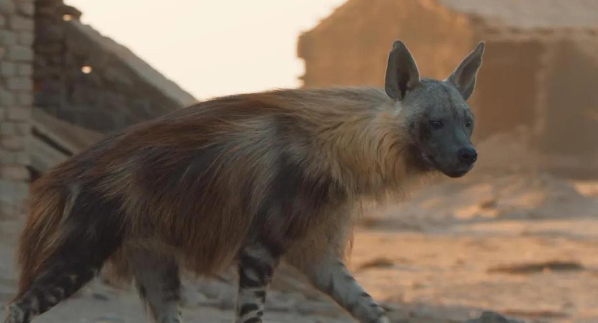 A Hyena like No Other