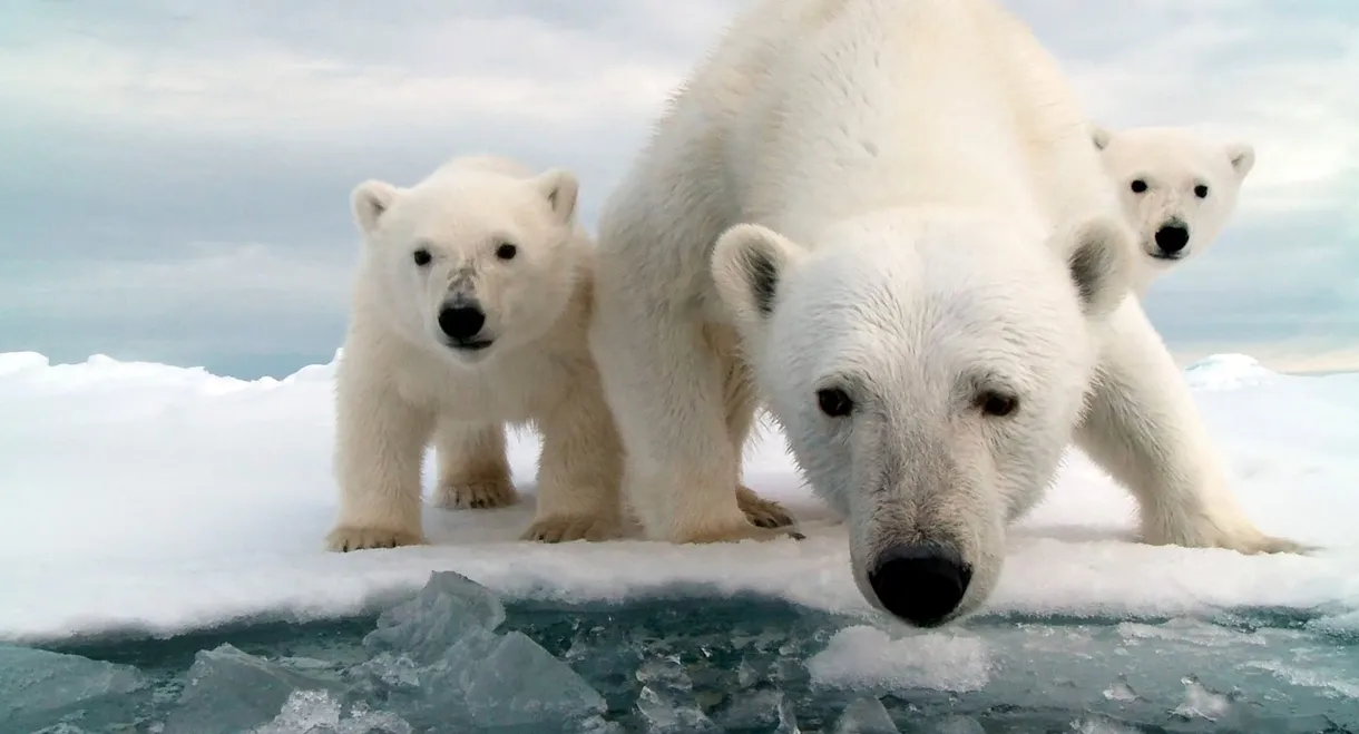 Snow Bears