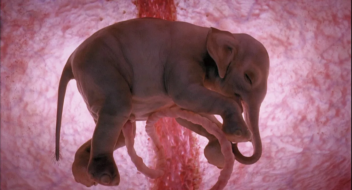 In The Womb: Animals