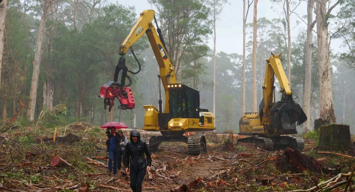 Cry of the Forests - A Western Australian Story