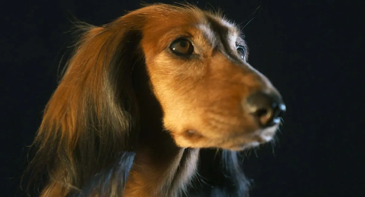 The Dachshund