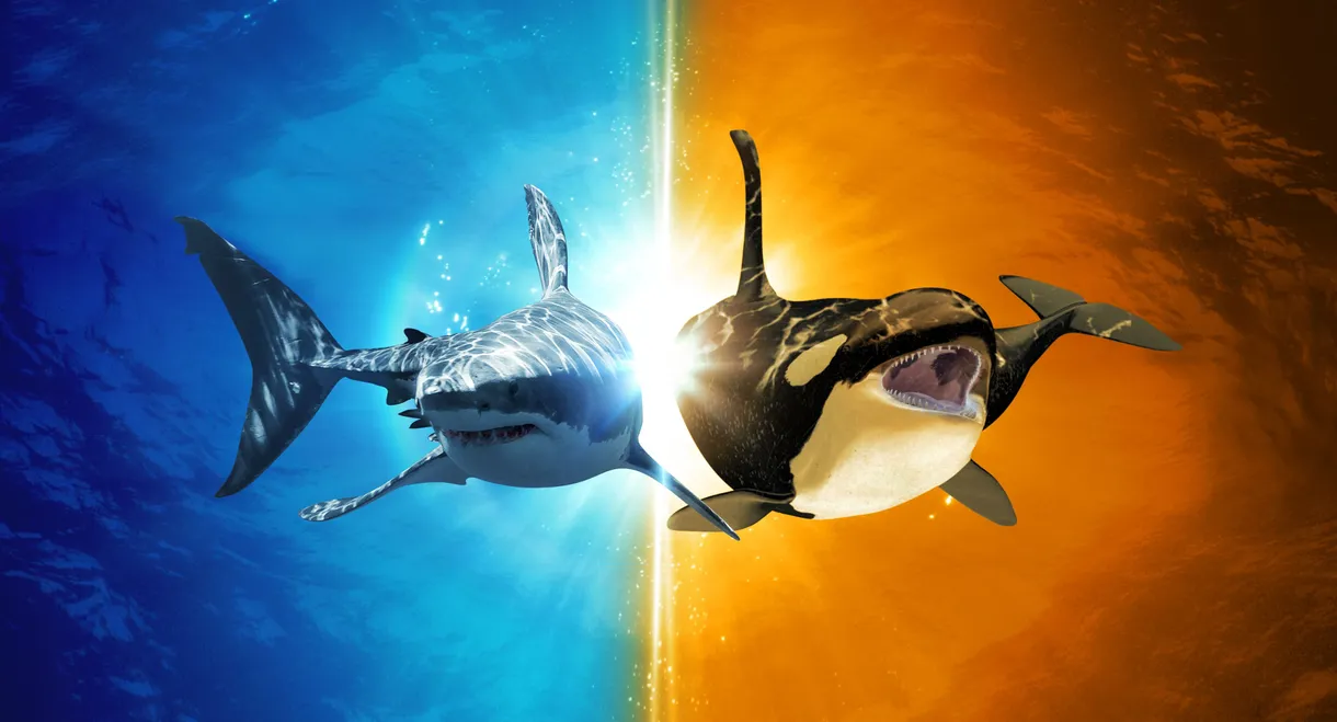 Killer Shark Vs. Killer Whale