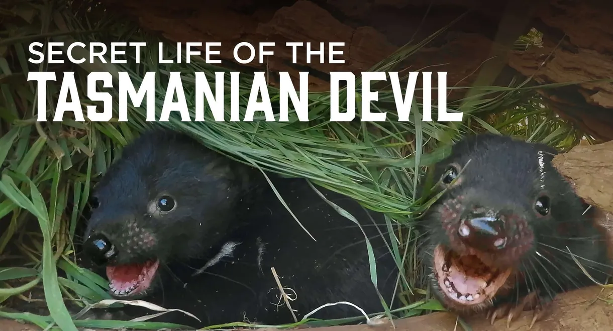 Secret Life Of The Tasmanian Devil