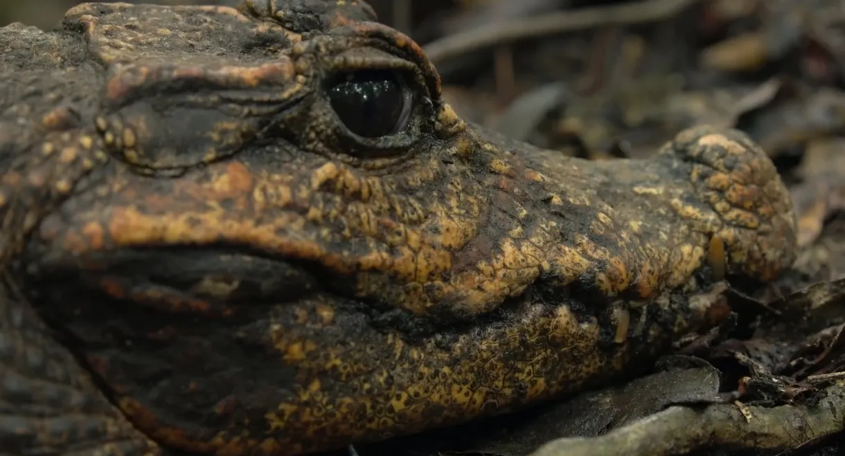 Cave Crocs of Gabon