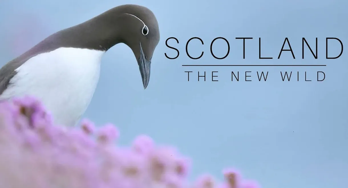 Scotland: The New Wild