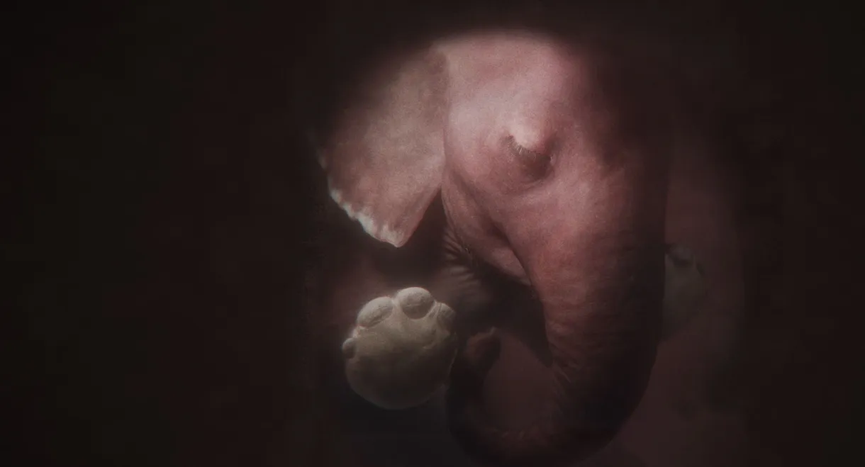 In the Womb: Animal Babies