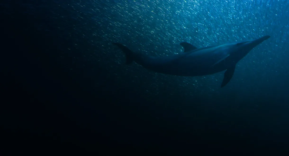 Sardine Run, le plus grand festin de l'océan