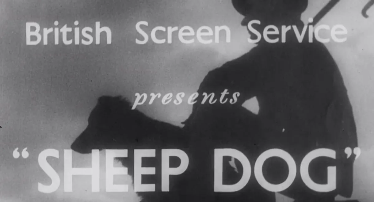 Sheep Dog