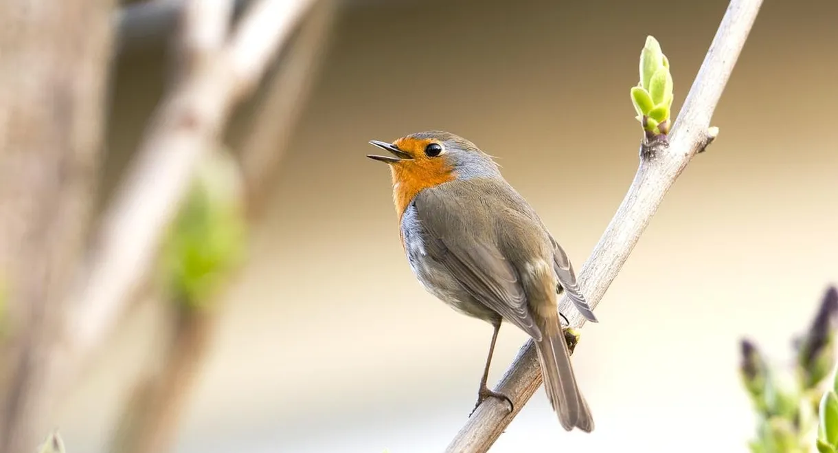 Gefiederte Nachbarn - Unsere Gartenvögel