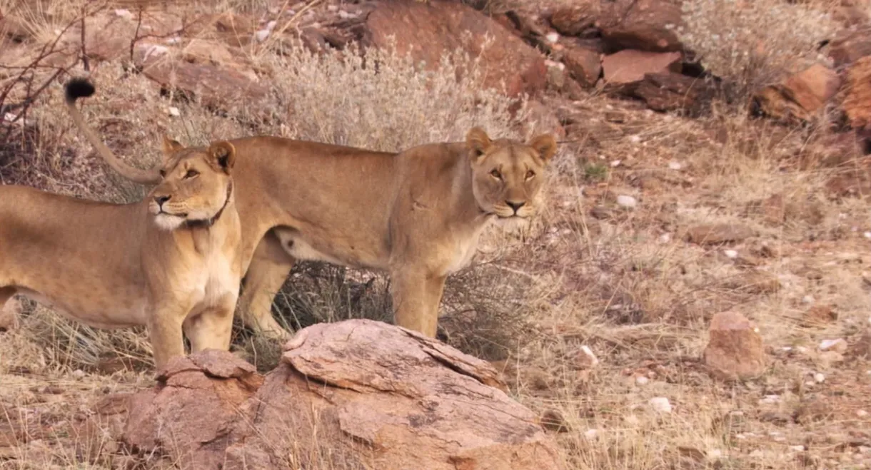 Natural World: Desert Lions