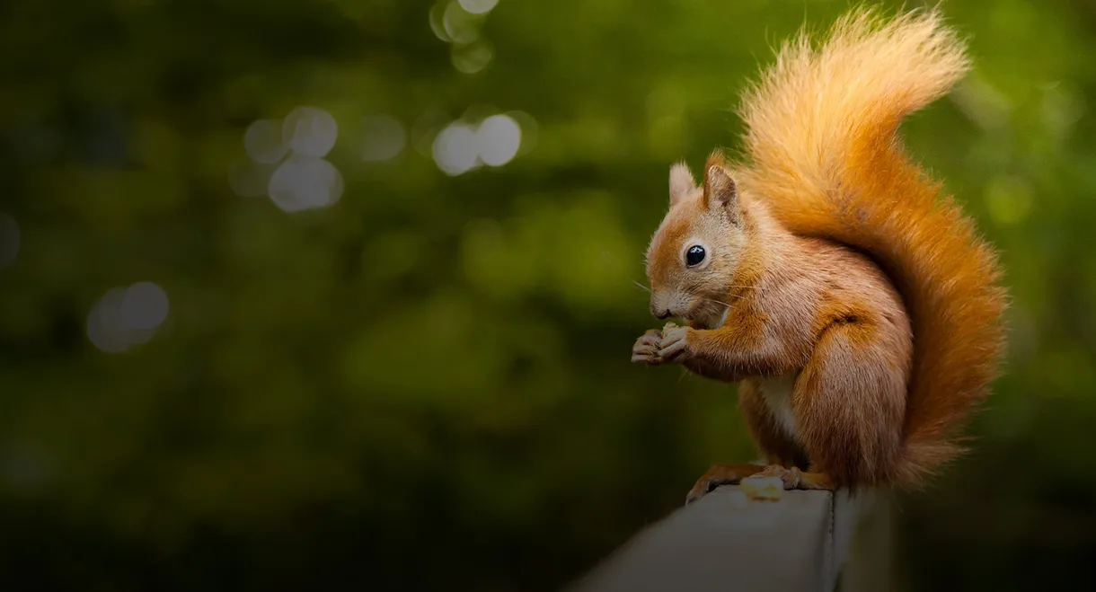 Écureuil : Les Tribulations d'une forestière