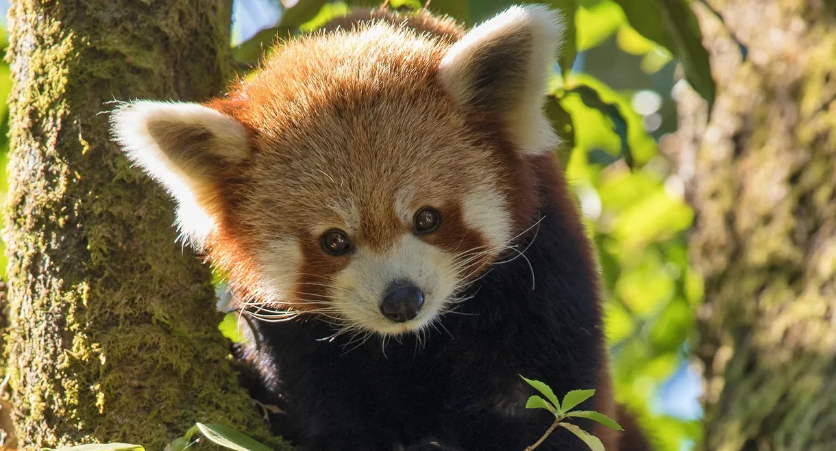 Red Panda: World's Cutest Animal