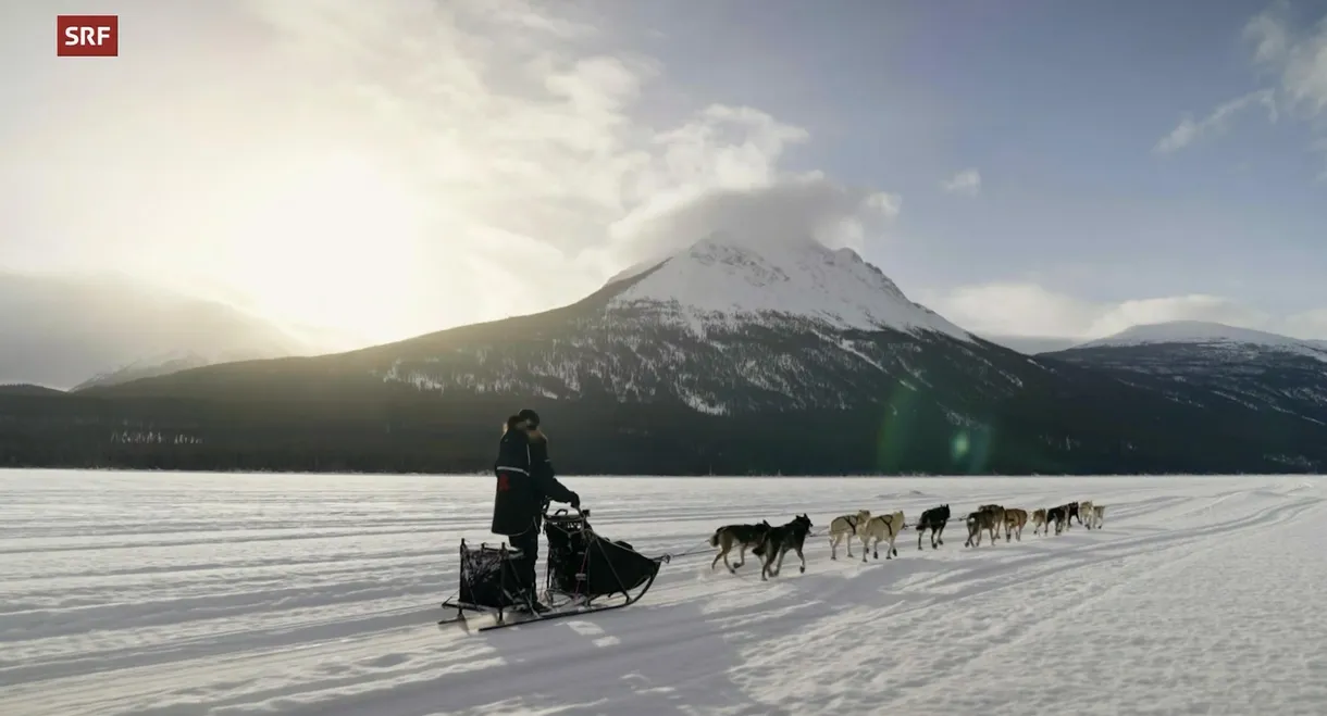 Musher, l'appel de l'Alaska