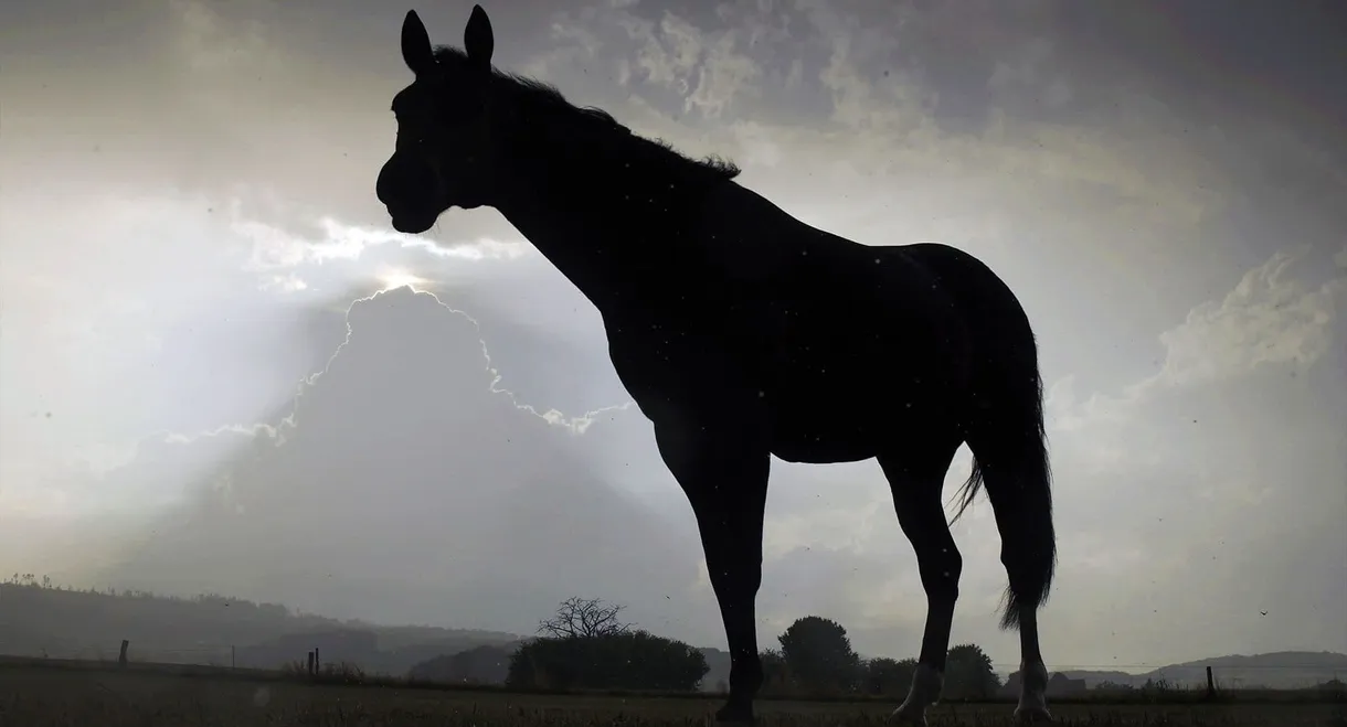 Der Sturm - Tiere bei Blitz und Donner