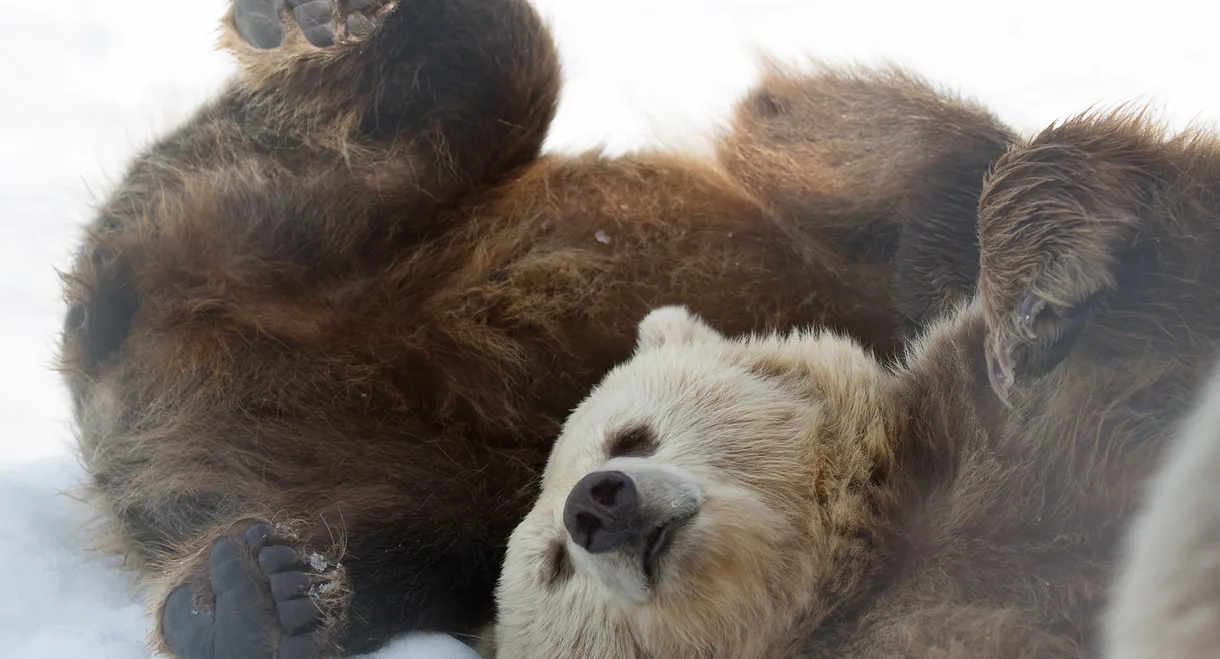 Winter of the Bear