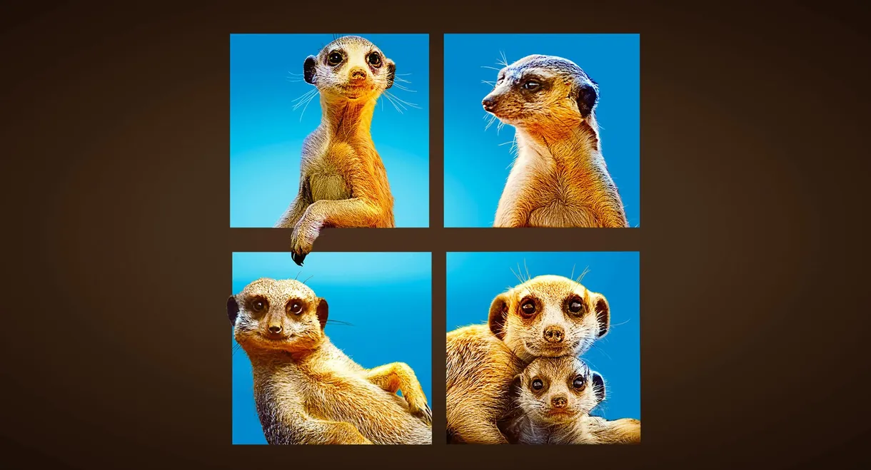 Meet The Meerkats