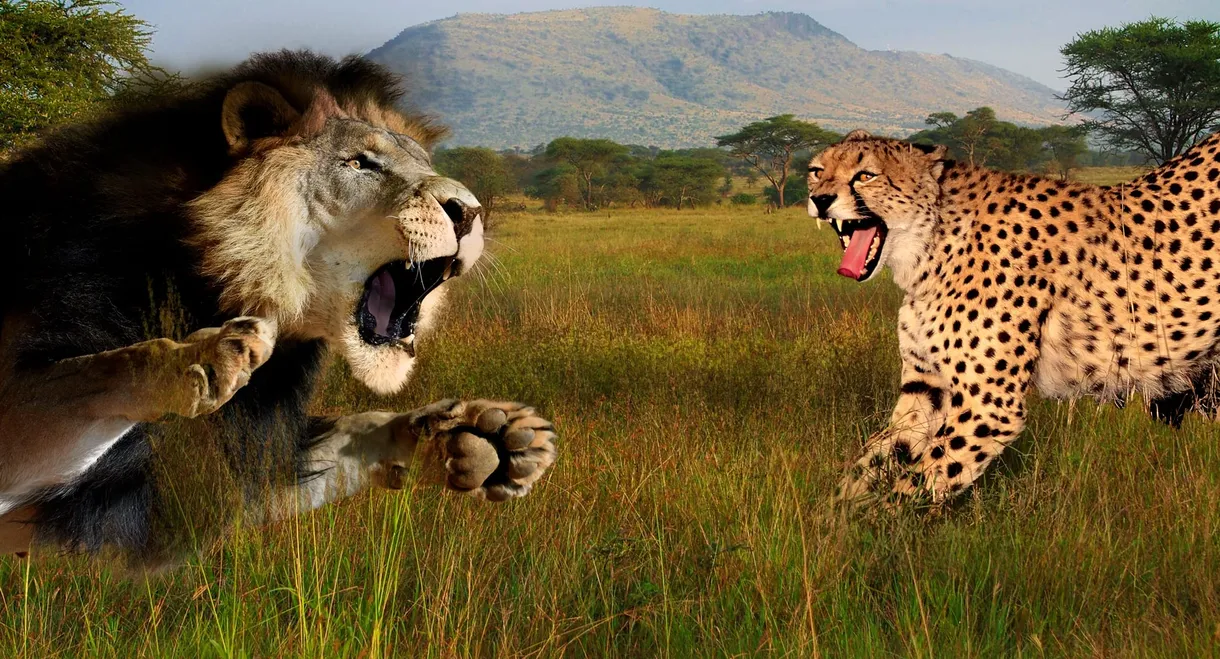 Cat Wars: Lion vs. Cheetah