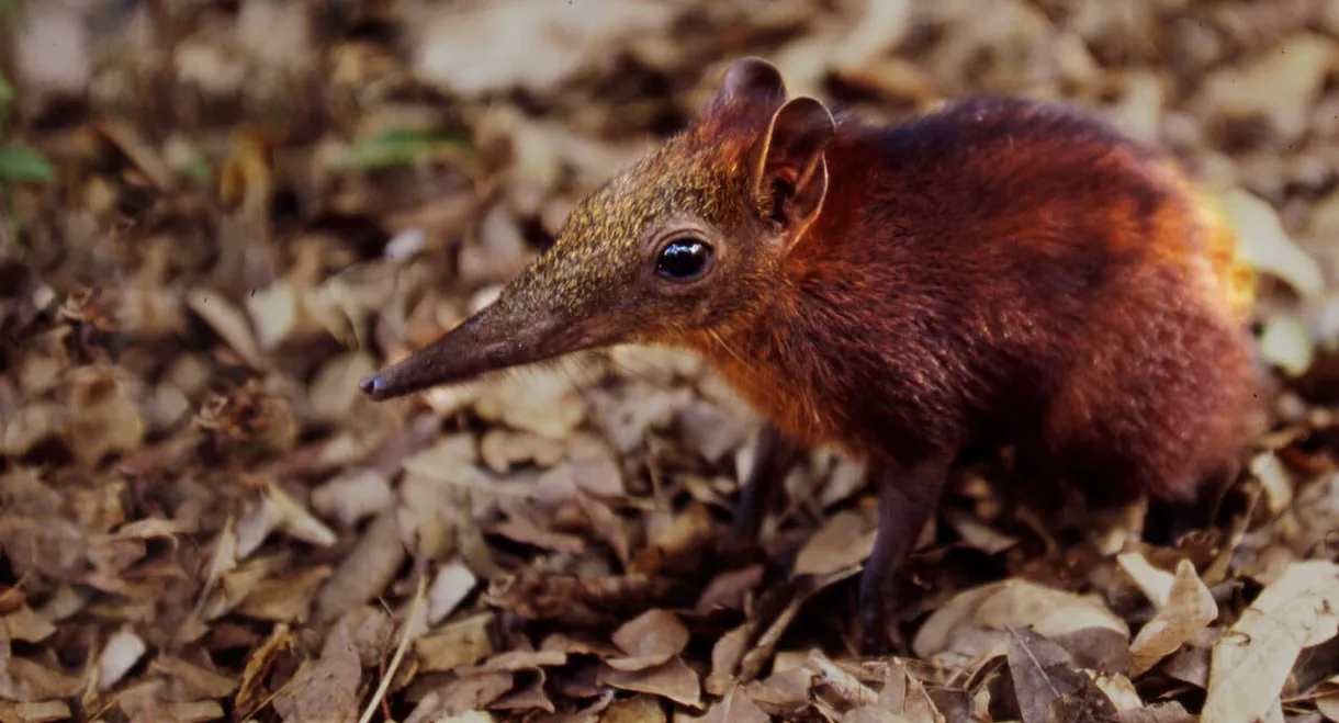 Rainforest Pixies: The Mysterious Rhynchocyon Shrew of Arabuko