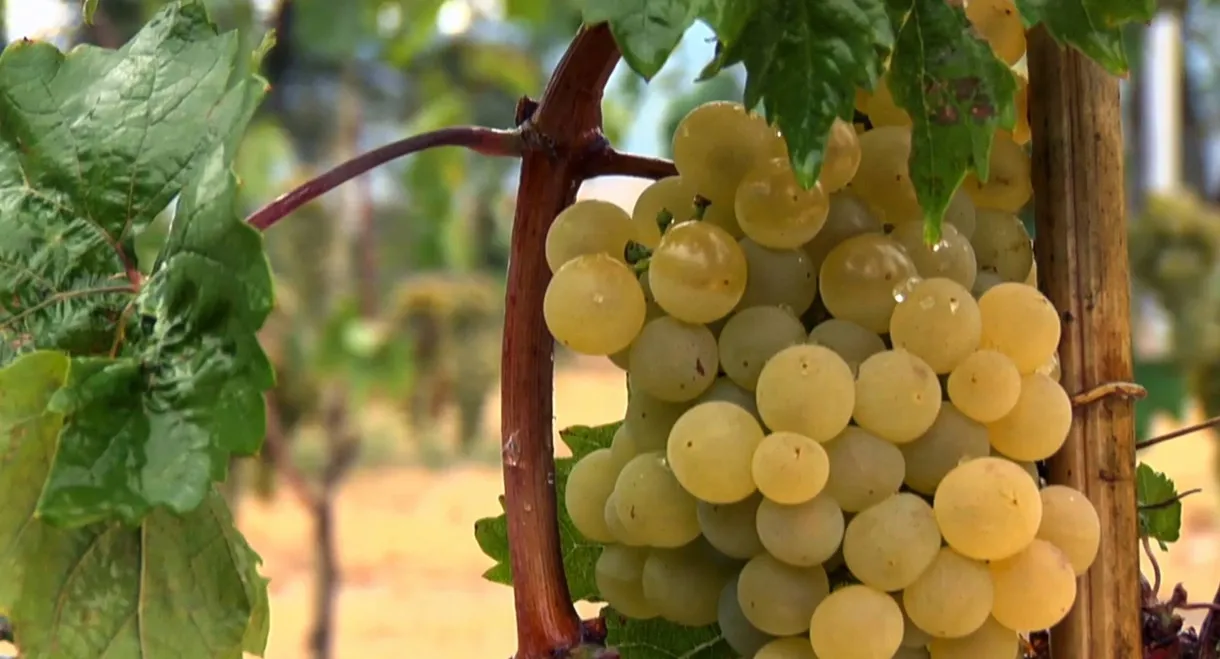 Cradle of Wine