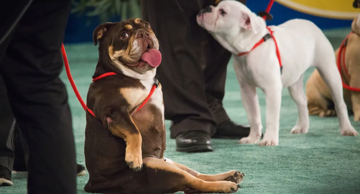 The 2018 American Rescue Dog Show