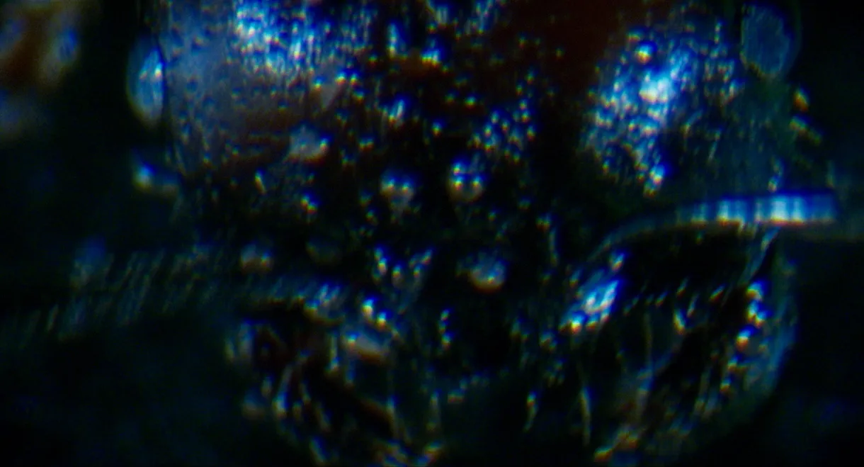 Antface