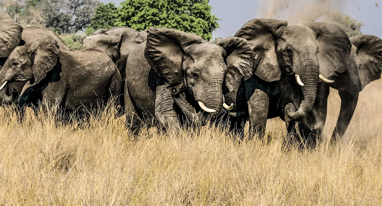 Okavango: River of Dreams - Director's Cut