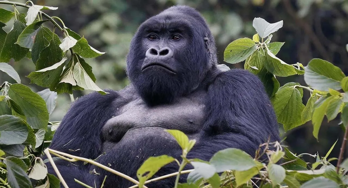 Mountain Gorilla