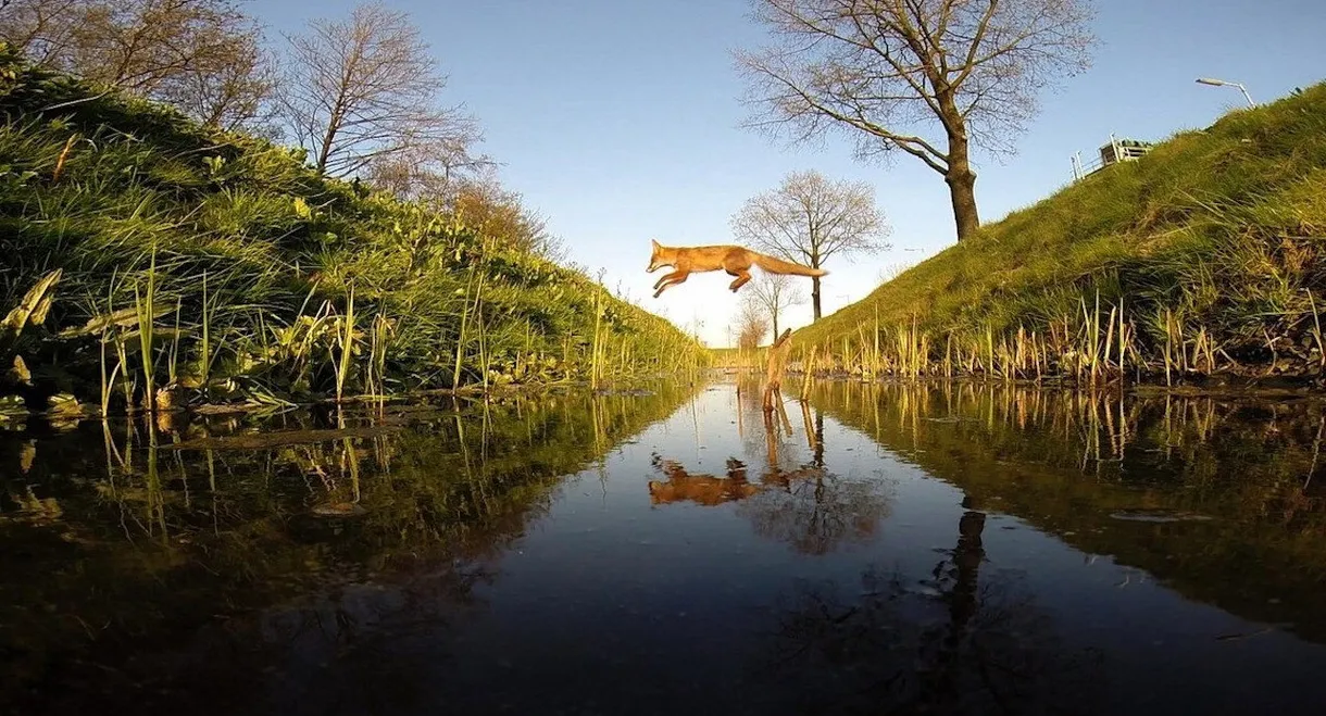 Amsterdam Wildlife