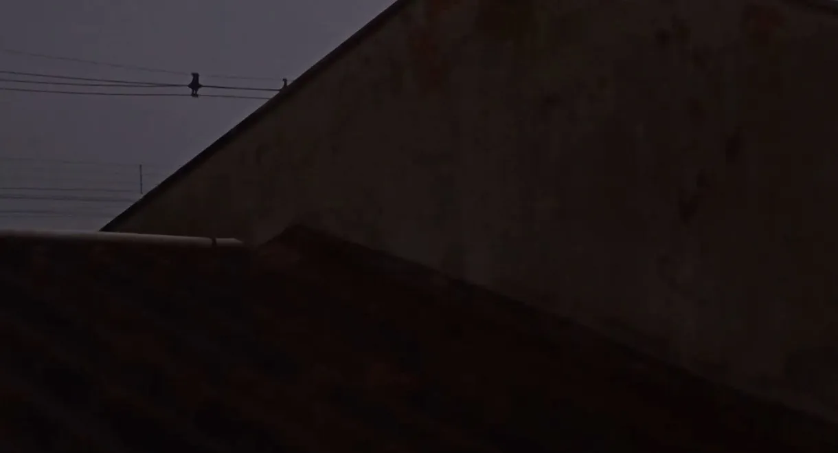 apocalipse dos animais