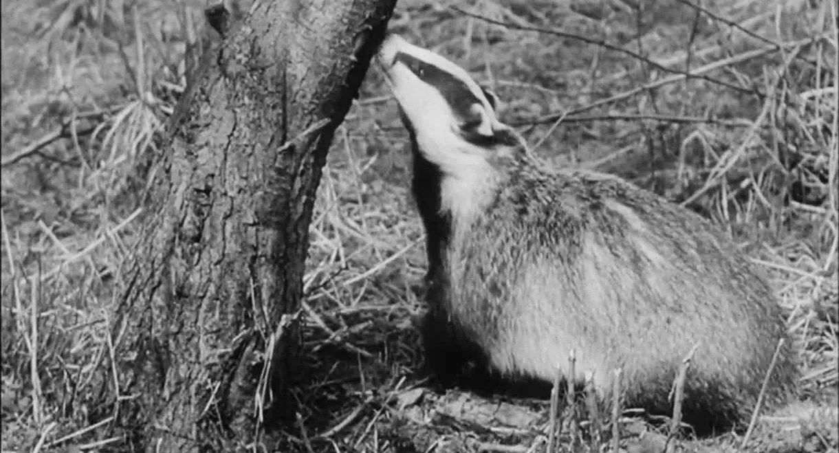 Wisdom of the Wild