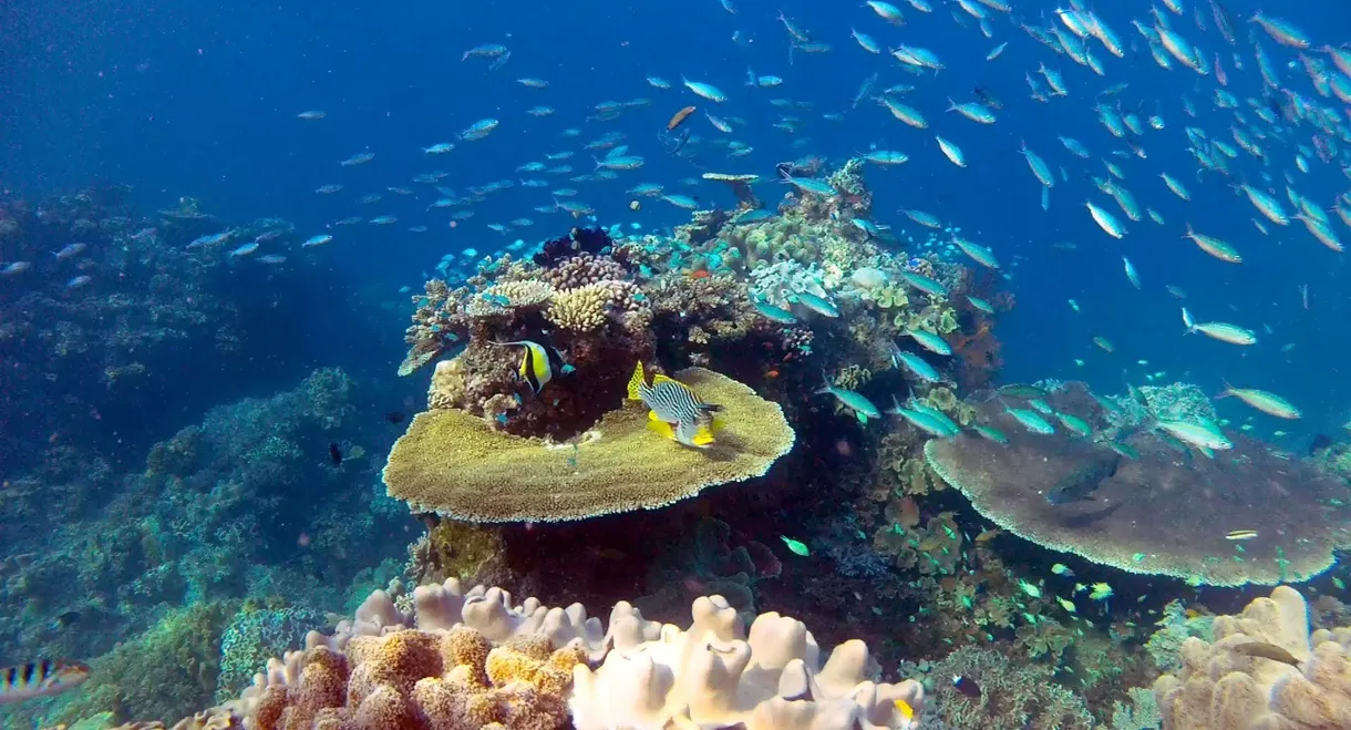 Great Barrier Reef with David Attenborough