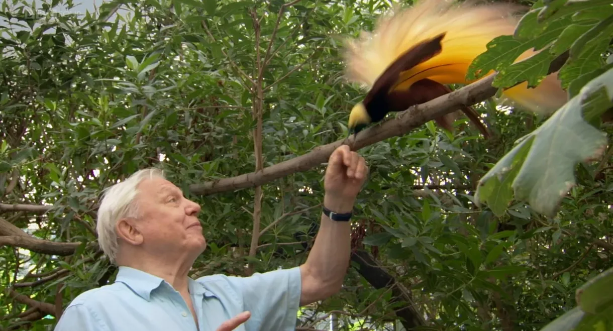 Attenborough's Paradise Birds